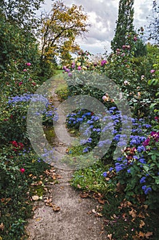 Blue flowers and path in autumn , roses