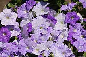 Blue flowers of Petunia Grandiflora plant in garden