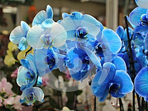 Blue flowers of Phalaenopsis orchid photo