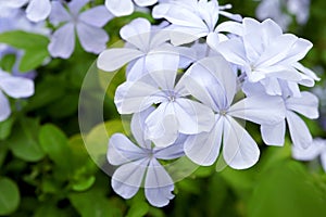 Blue flowers Phlox divaricata or woodland phlox