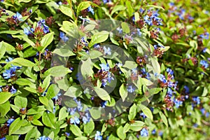 Blue flowers plumbaginaceae ceratostigma plumbaginoides photo