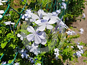 Blue flowers plumbago auriculata