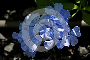 Blue flowers of Plumbago auriculata, the cape leadwort