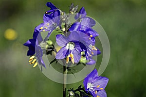 Blue flowers Polemonium caeruleum or Jacob's-ladder