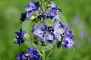 Blue flowers Polemonium caeruleum or Jacob's-ladder