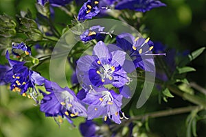 Blue flowers Polemonium caeruleum or Jacob's-ladder