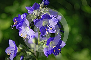 Blue flowers Polemonium caeruleum or Jacob's-ladder