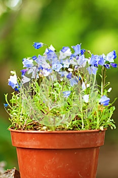 Blue flowers in the pot