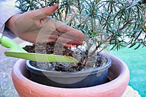 Blue flowers in a pot-gardening with woman hands