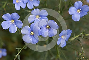 Blue flowers of prairie flax on green background