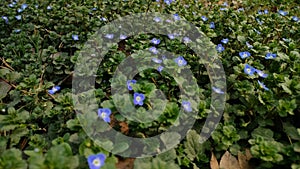 The blue flowers of procumbent speedwell