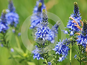 Blue flowers of Prostrate speedwell