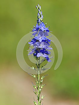 Blue flowers of Prostrate speedwell. Veronica prostrata