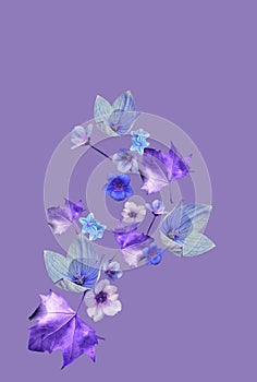 Blue flowers in purple background