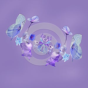 Blue flowers in purple background