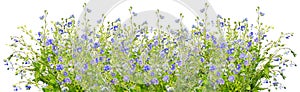 Blue flowers in row on white background