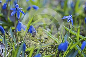 Blue flowers of Scilla bloom in spring in garden