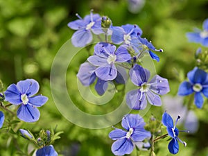 Blue flowers of slender speedwell