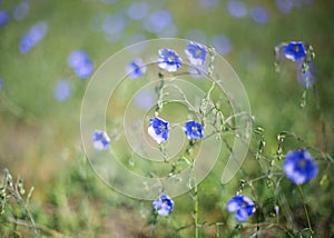 Blue flowers on the slope.