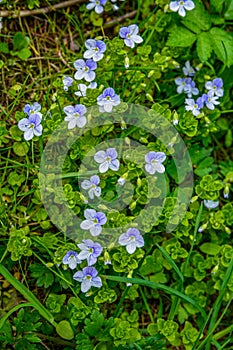 Blue flowers speedwell close-up .Veronica filiformis