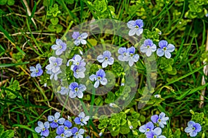 Blue flowers speedwell close-up .Veronica filiformis