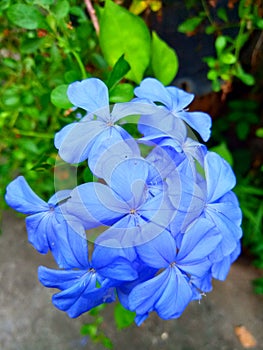 Blue flowers spoted