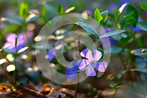 Blue Flowers In Spring Forest