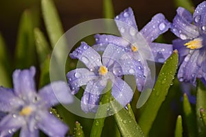 Blue flowers of Star hyacinths (Scilla sect. Chionodoxa)