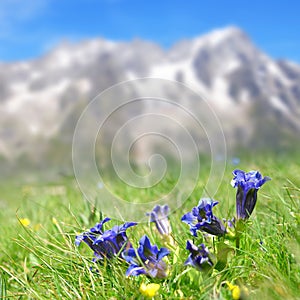 Blue flowers Stemless gentian (Gentiana acaulis) growing in the mountain meadow.