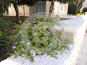 Blue flowers on a stone fence in the August garden. Qawra, Malta