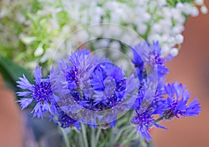 Blue flowers of summer cornflowers