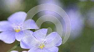 Blue flowers sway in the wind. linum usitatissimum