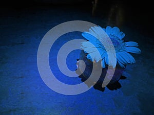 Blue flowers on the table with a blue spot light