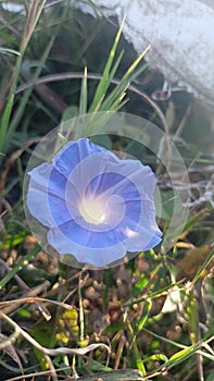 Blue flowers to good morning