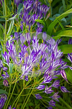 Blue flowers Triteleia laxa