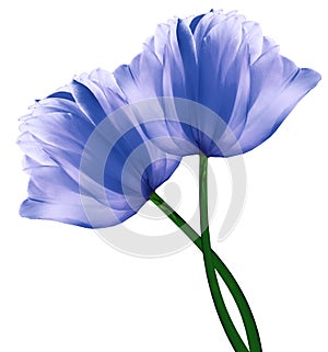 Blue  flowers tulips on a white  isolated background with clipping path. Close-up. Flowers on the stem.