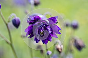 Blue flowers of the two-colored European columbin Blue Barlow. Aquilegia vulgaris plena