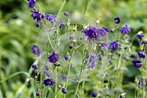 Blue flowers of the two-colored European columbin Blue Barlow. Aquilegia vulgaris plena