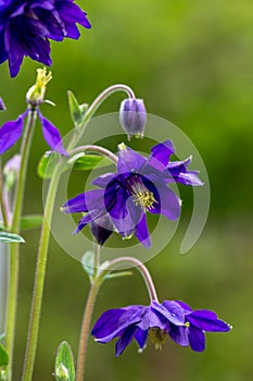 Blue flowers of the two-colored European columbin `Blue Barlow` Aquilegia vulgaris plena photo