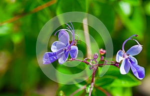 Blue flowers of Verbenaceae photo