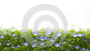 Blue flowers of Veronica