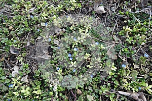 Blue flowers of Veronica polita