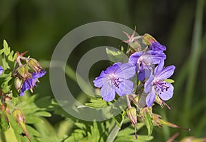 blue flowers of wild geraniums growing in meadows