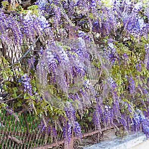 Blue flowers wisteria plant in garden in Mantua