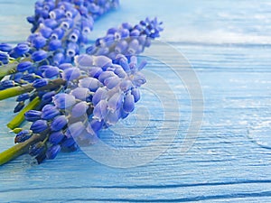 Blue flowers on wooden background design blossom, herbal, nature