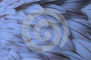 Blue fluffy feather closeup