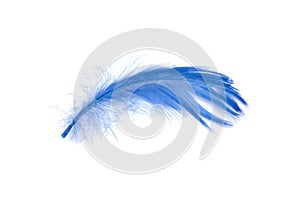 Blue fluffy feather soft isolated on the white studio background