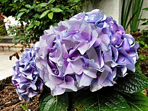 Blue flower Hydrangea or Ortensia photo