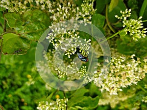 Blue fly or Calliphora vamituria photo
