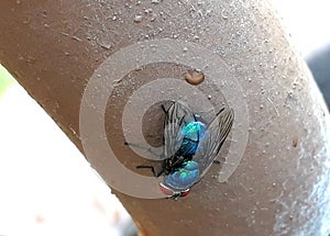 blue fly, lodged in a brown pipe